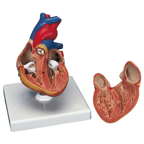 Coeur classique - 2 parties