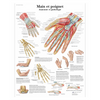 Planche Anatomique 3B Scientific En Allemand - Main Et Poignet : Anatomie Et Pathologie