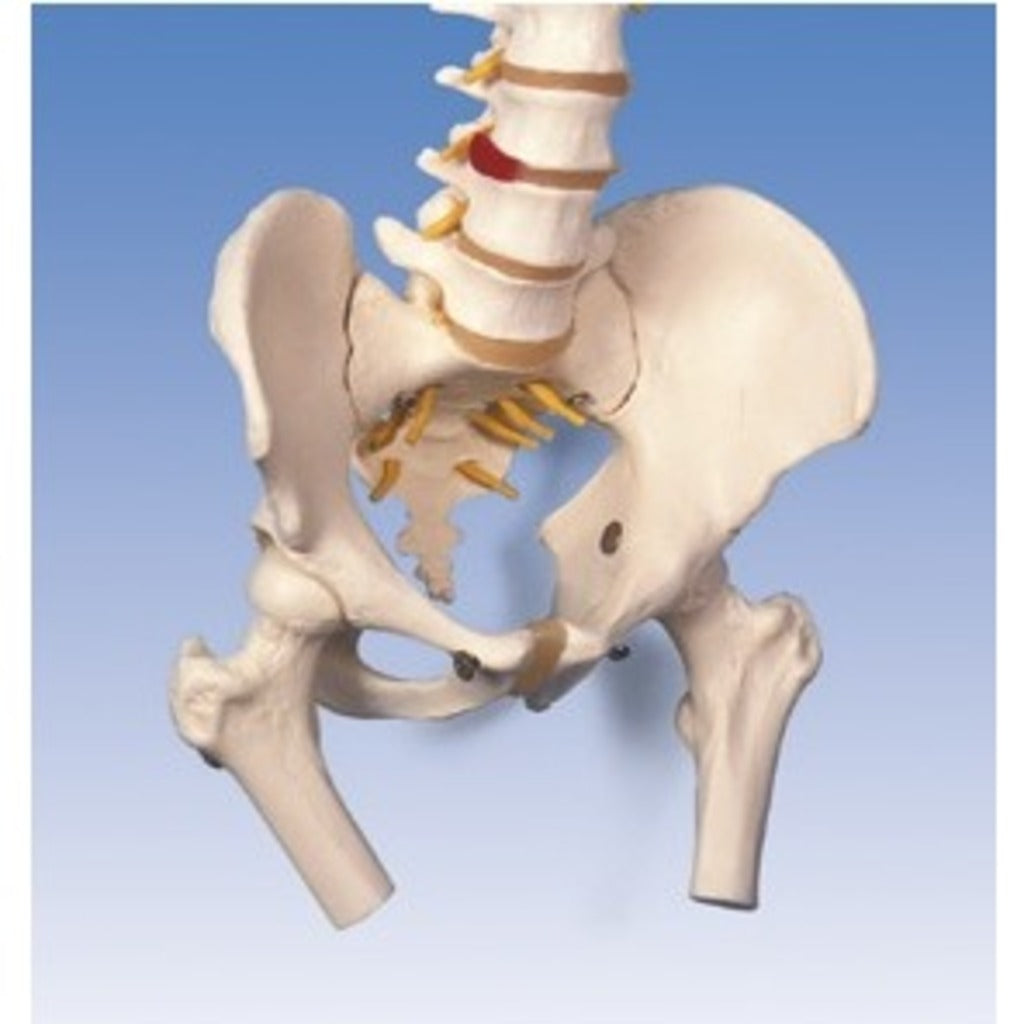 Modèle anatomique - Colonne vertébrale avec moignons fémur